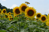 One-Piece Swimsuit - Field of Sunflowers