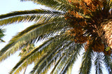 Beach Towel - Palm Tree upshot