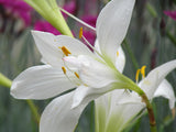 Tank Top - White Lily