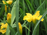 Fitted Dress - Yellow Daffodils