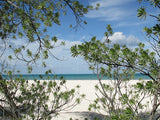 Crop Top - Beach Shrubs (Sky, Water, Sand)