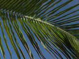 One-Piece Swimsuit - Palm Leaf