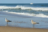 Fitted Dress - Beach birds