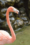 Beach Towel - Single Pink Flamingo