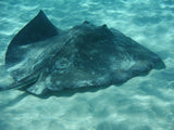 Beach Towel - Sting Ray