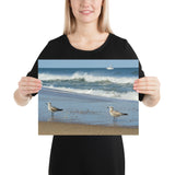 Poster - Beach Birds