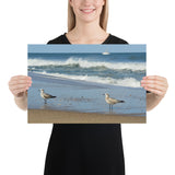 Poster - Beach Birds