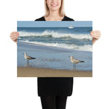 Poster - Beach Birds