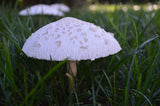 Yoga Leggings - Mushrooms in Grass